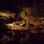 Nashorn bei Nacht