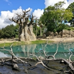 Baobab an einem hellblau schimmernden Tümpel