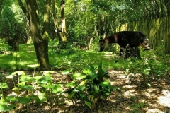 Okapi im Gebüsch