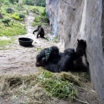 Gorilla