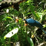 Schöner Vogel