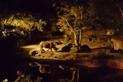 Nashorn bei der Kilimanjaro Safari bei Nacht