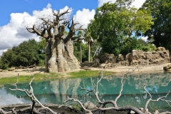 Baobab an einem Tümpel