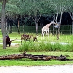 Eine Giraffe und zwei Büffel fressen