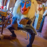 Rafiki bei der Roooaring Experience