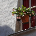 Blumentopf an einem Fester
