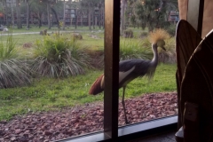Kranich vor dem Fenster des Restaurants