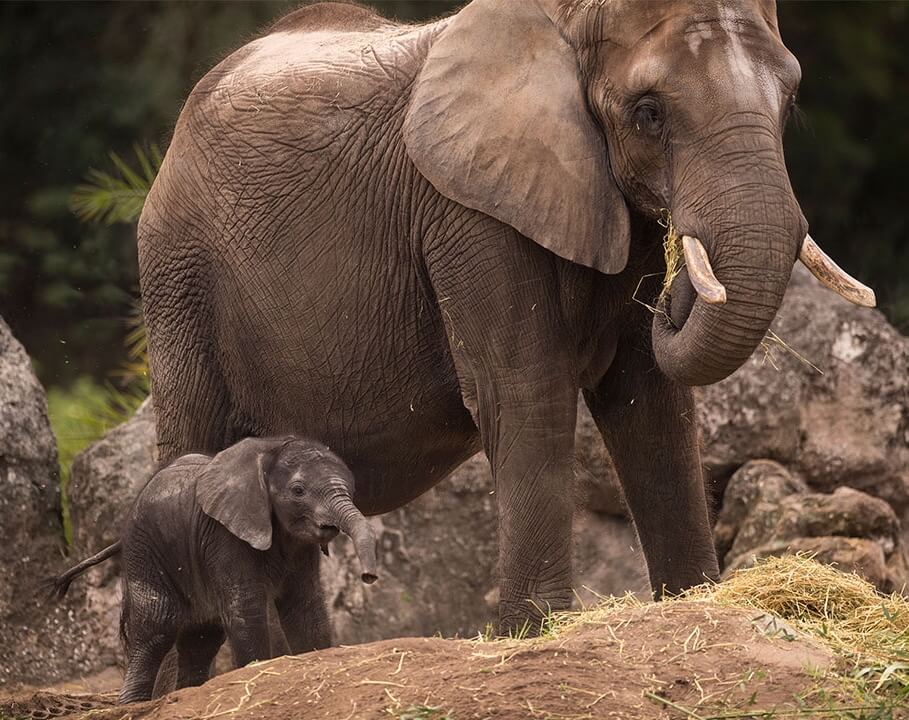 Stella und Donna Zwei Elefanten , Mutter mit Baby