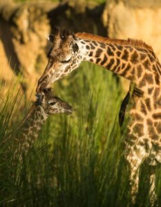 Nachwuchs bei den Giraffen im animal Kingdom: Alella
