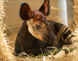 Neugeborenes Okapi Neugeborenes Okapi