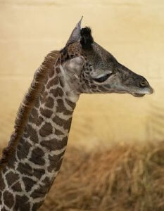 kleine Giraffe