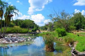Flamingos in einem See im Animal Kingdom