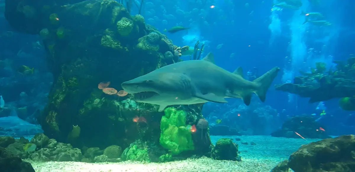 schwimmender Hai ein Hai im Aquarium des "Coral Reef Restaurants"