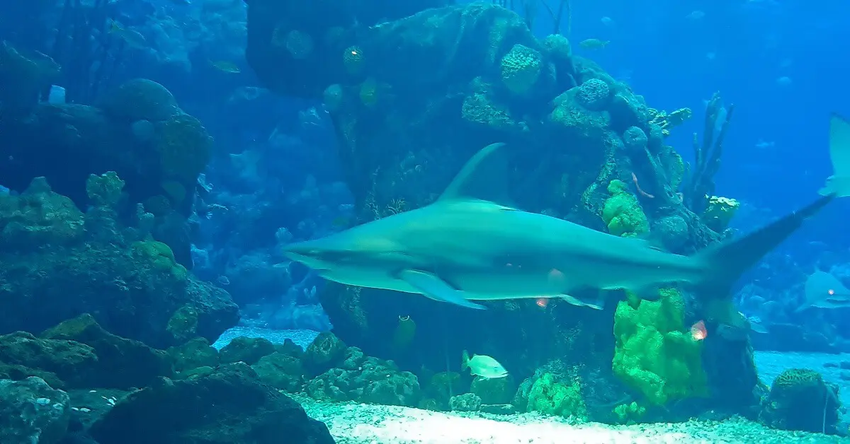 Hai im Aquarium ein Hai schwimmt im großen Aquarium des Coral Reef Restaurants
