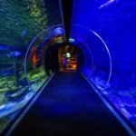 Sea Life Aquarium bereitet sich auf Wiedereröffnung Anfang Juni vor