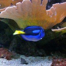 Paracanthurus Fisch vor einer Wasserpflanze