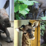 Disney feiert tierischen Nachwuchs