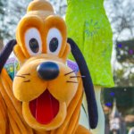 Pluto sitzt auf einer Bühne und hechelt