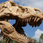 Kopf eines T-Rex Skeletts in Disney Springs