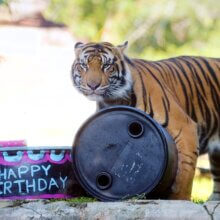 Tiger Bakso an seinem 2. Geburtstag in Disney's Animal Kingdom