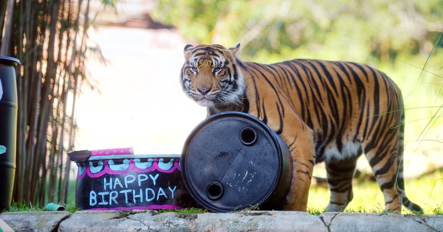 Tiger Bakso an seinem 2. Geburtstag in Disney's Animal Kingdom