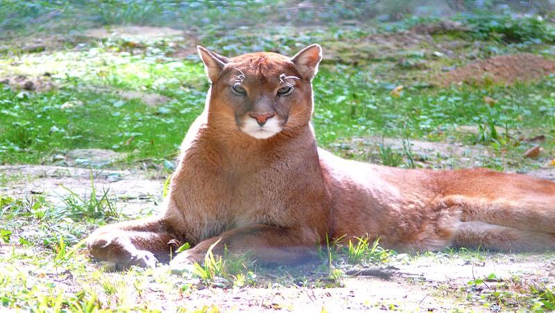 Parc des Félins - Tierpark für Raubkatzen beim Disneyland ...