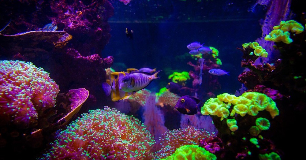 Sea Life Aquarium Val d'Europe bei Disneyland Paris