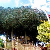 La Cabane des Robinson / Swiss Family Treehouse