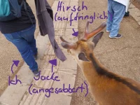 hirsch.webp