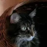 Mooncat